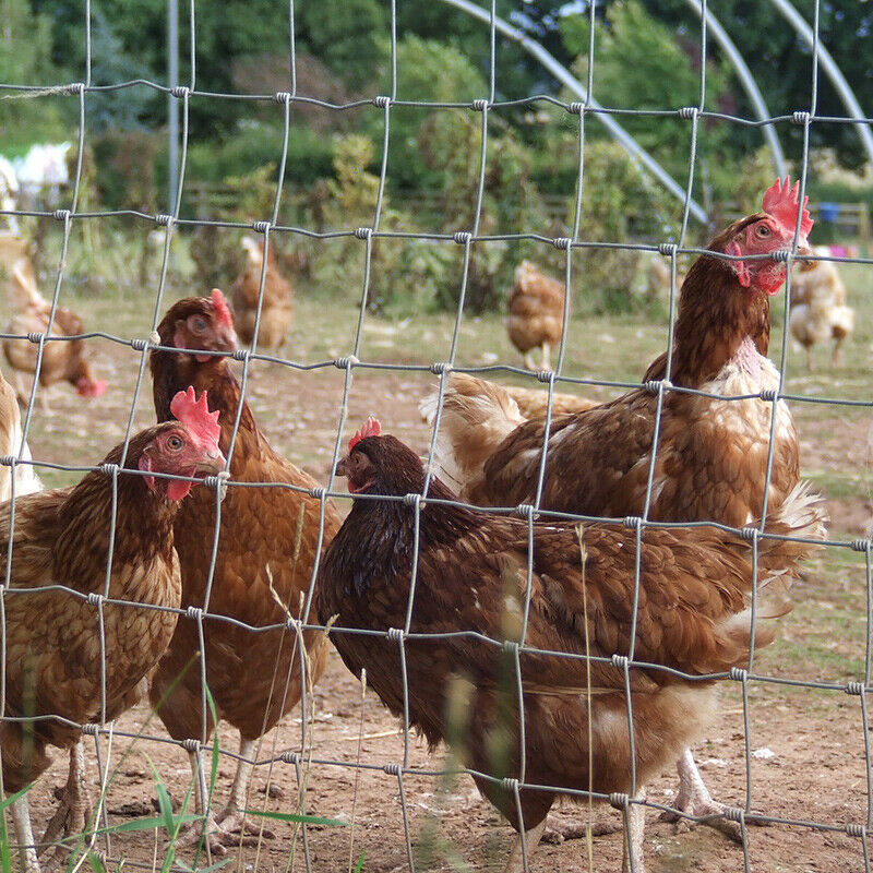 Poultry Fencing