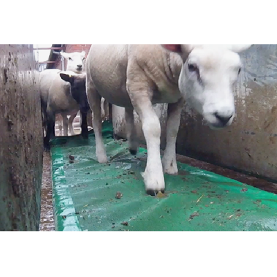 JFC Sheep Foot Bath Foam Disinfection Mat