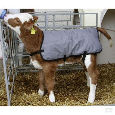 Calf blanket 80cm