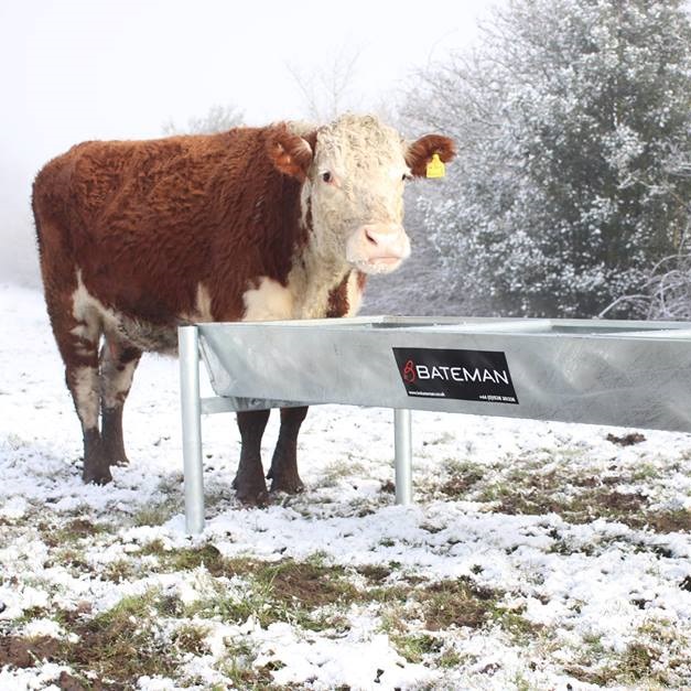 Cattle