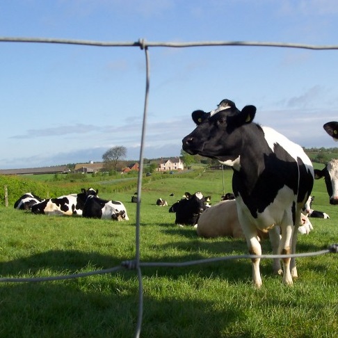 Cattle Fencing