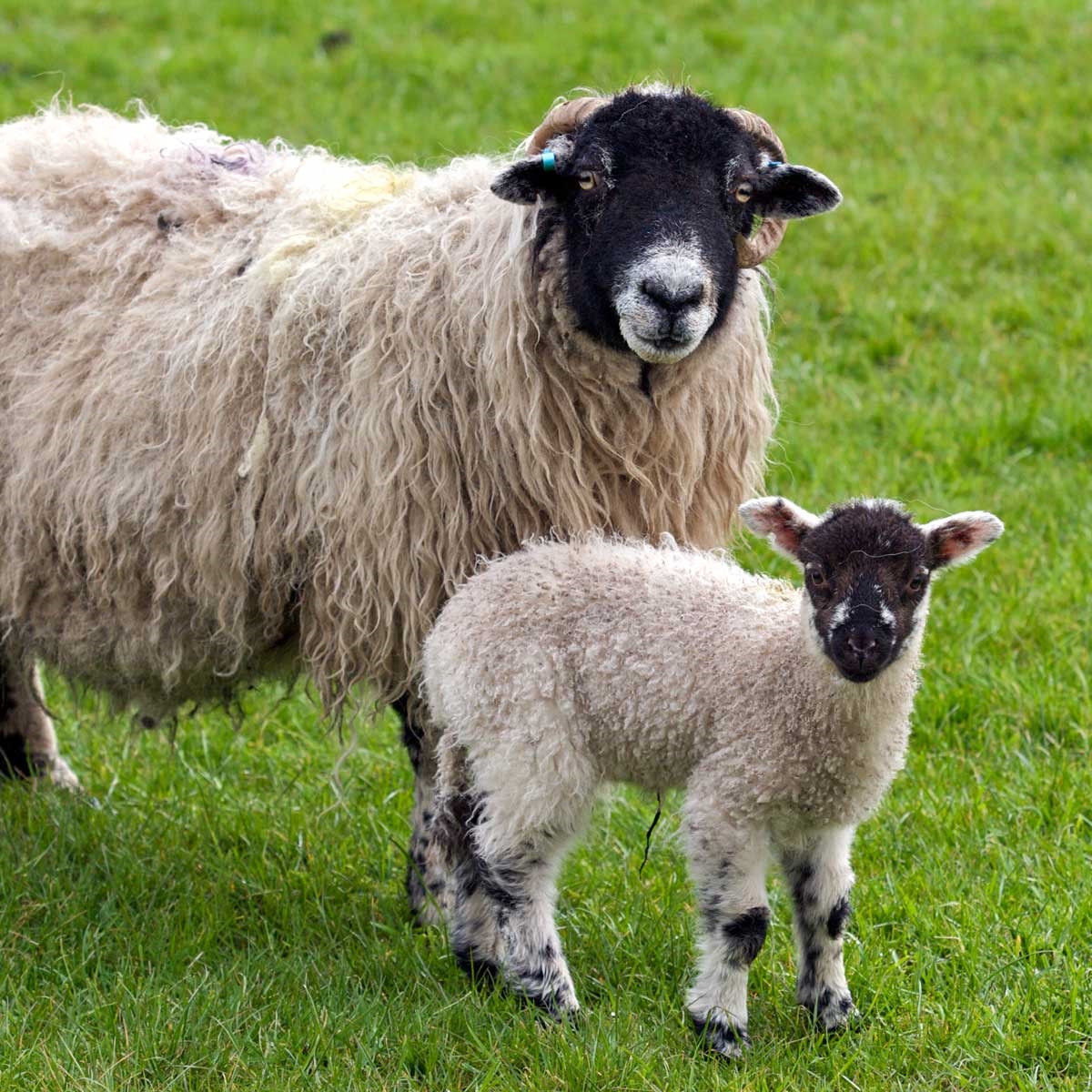 Sheep